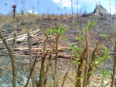 Gambar 2. Lahan petani yang  dibersihkan dengan cara membakar  5.5.  Pemulsaan 