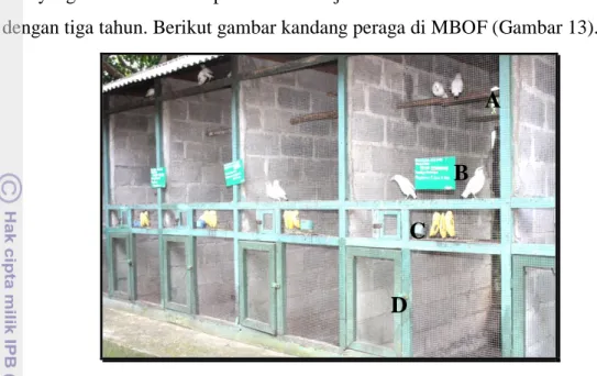 Gambar 14  Kandang reproduksi jalak bali di MBOF, bagian kandang: (A) pintu  kecil, (B) pintu besar