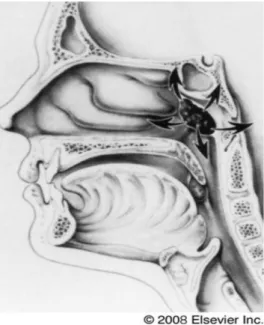 Gambar 2. Ilustrasi skema jalur penyebaran/metastase dari     karsinoma nasofaring (arah tanda panah) 