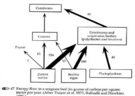 Gambar 3.  Aliran Energi Pada Ekosistem Padang Lamun  Aliran      materi      dari      padang   