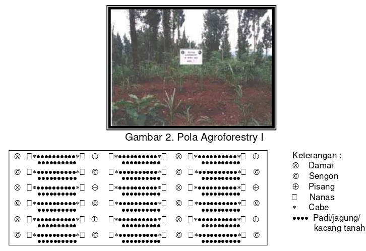 Gambar 2. Pola Agroforestry I 