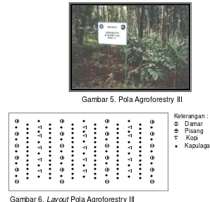 Gambar 5. Pola Agroforestry III 