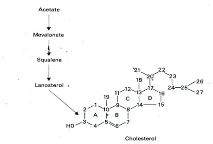 Gambar 2 Struktur kolesterol (Johnson &amp; Everitt 1984) 
