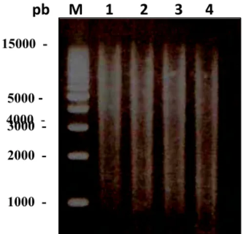 Gambar 4  Hasil  pemotongan parsial terhadap  20 μg DNA   M. Malaba- Malaba-thricum menggunakan  enzim restriksi Sau3A I dengan    kon-sentrasi 0.010 U  pada suhu 37 o C selama 30 menit
