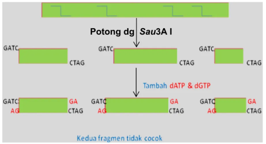Gambar 5  Fill in dATP  dan  dGTP pada fragmen DNA  M. malabathricum hasil pemotongan parsial dengan Sau3A I.