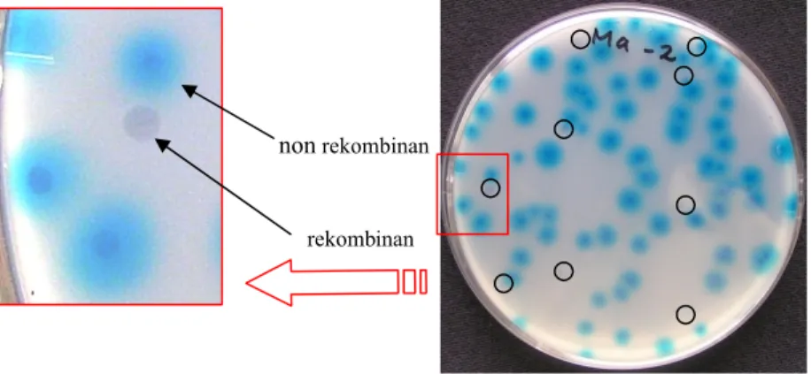 Gambar 8  Koloni  E. coli galur ER1647  non rekombinan (biru) dan plak                               putih (fage rekombinan).