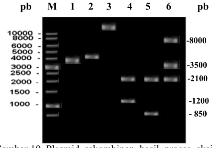 Gambar 10  Plasmid  rekombinan hasil  proses  eksisi yang tidak dipotong                    dan  yang  dipotong dengan enzim  EcoR1