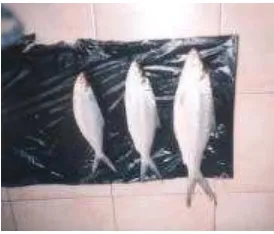 Gambar 7. Ikan Bandeng Ukuran Konsumsi 