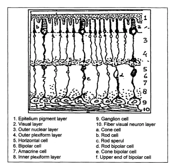 Figure  6.  Schematic illustration of retina structure (Source: Gunarso, 1985) 