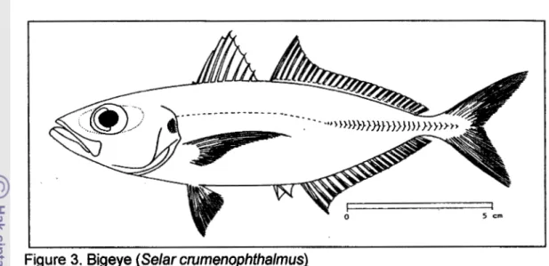 Figure  3.  Bigeye (Selar cnrmenophthalmus) 