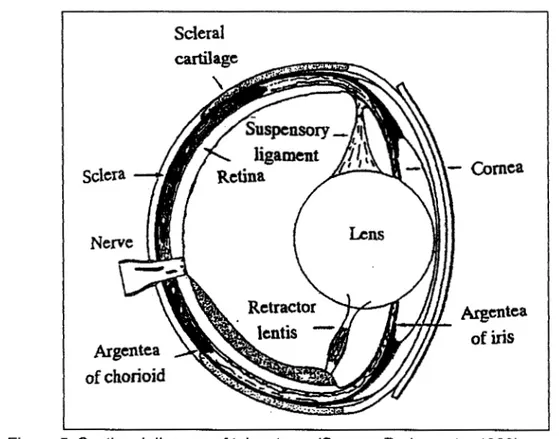 Figure 5. Sectional diagram of teleost eye (Source: Purbayanto, 1999) 