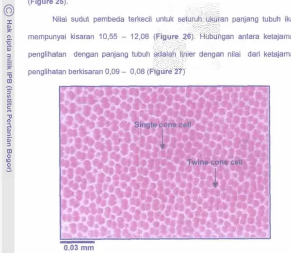 Figure  23.  P t W W m ~ ~ h a   of  single cone d o   and  blvlna cone  celIs  of  Sder 