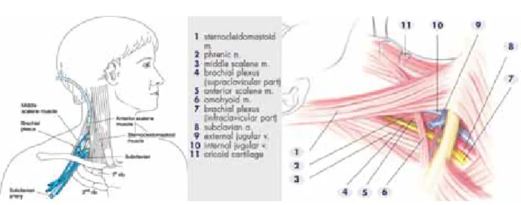 Gambar 6 Blok infraklavikular 2