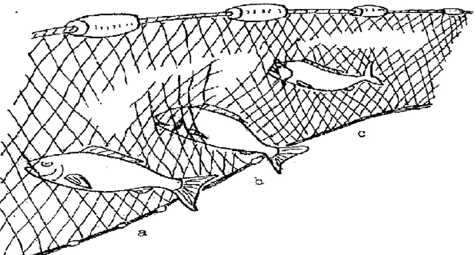 Gambar 6. Proses terjerat ikan pada jaring insang (gill net) (Setyono, 1983)  Sparre  dan  venema    (1992)  menjelaskan  ada  empat  cara  ikan  tertangkap  dengan jaring insang (gill net), yaitu terjerat karena tutup insang tersangkut mata  jaring atau m