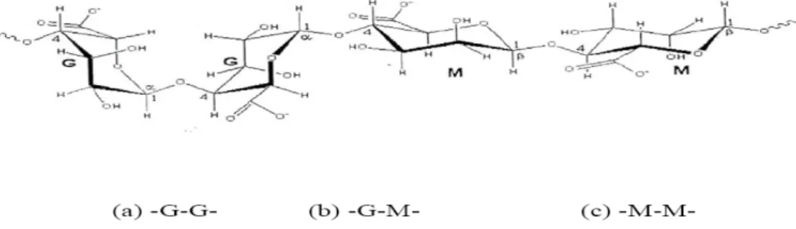 Gambar 2.1 Struktur asam alginat  Keterangan: M = β-D asam manuronat 
