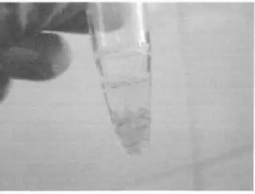 Gambar 2. 	Rumput laut Kalvarezii yang disiapkan untuk isolasi DNA. 