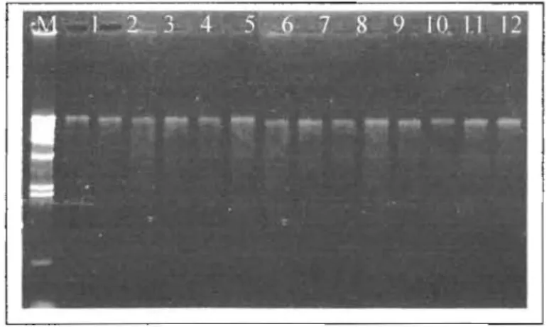 Gambar 4.  Hasil elektroforesis genom DNA rumput laut Kappaphycus alvarezii,  M  = 