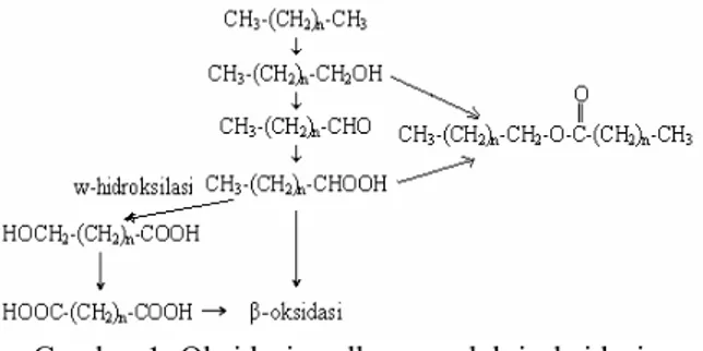 Gambar 1  Oksidasi n-alkana melalui oksidasi  bertahap gugus metil terakhir. 