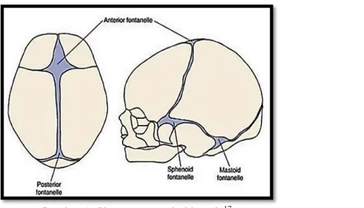 Gambar 1. Sistem sutura dari kepala 17 