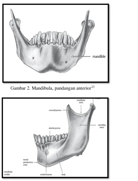 Gambar 2. Mandibula, pandangan anterior 23 
