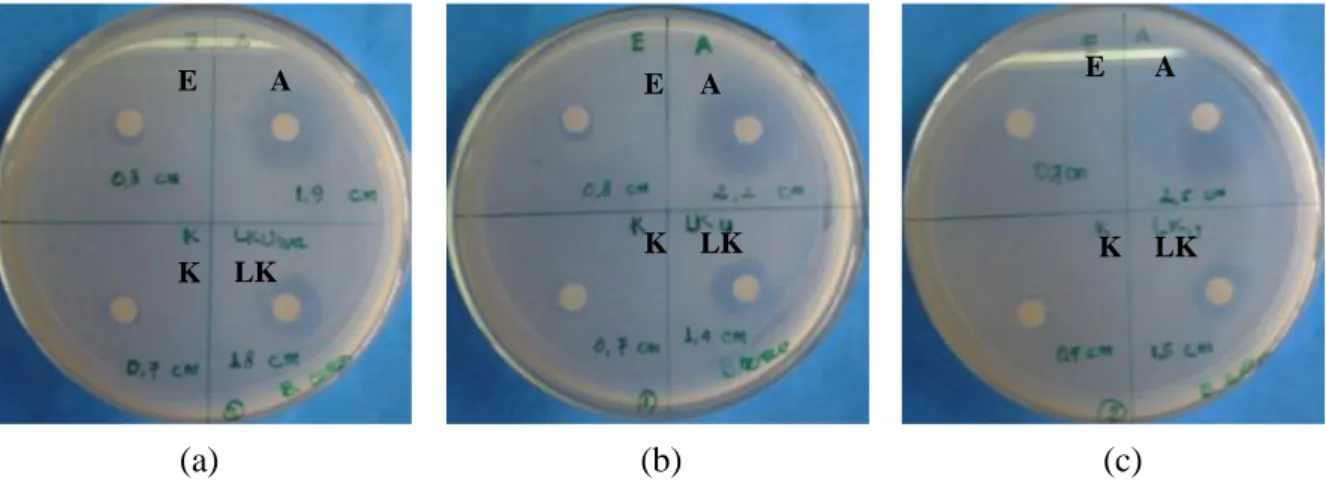 Gambar 4 (a, b, c). Zona hambat yang dihasilkan oleh fasa kloroform ekstrak kasar lipid Ulva fasciata E K  LK A E A K  LK E A K  LK 