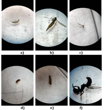 Gambar  2.  Famili  serangga  tanah  yang  ditemukan  di  jalan  MT  Haryono  dan  Tlogomas,  a)