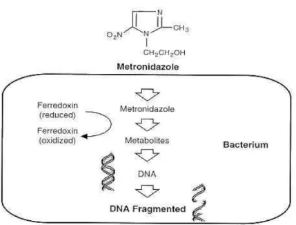 Gambar 2.2 Mekanisme metronidazol dalam memecah DNA  