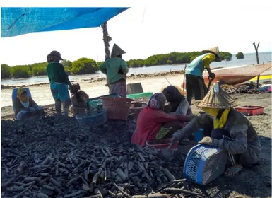 Gambar 2.  Proses penyortiran arang oleh nelayan perempuan  Buruh perempuan banyak berperan pada proses ketiga ini yaitu  pemanenan  arang,  pemilihan  kualitas  dan  ukuran,  pengemasan  dalam karung plastik dan pemasaran