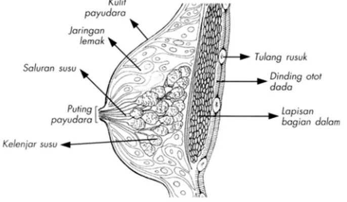 Gambar 2.2 Penampang lintang payudara. Penampakan bagian dalam payudara  dan hubungannya dengan otot dada