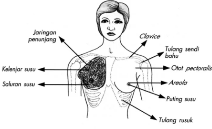 Gambar 2.3 Letak payudara. Letak jaringan penunjang payudara  dan bagian-bagian dasar yang penting dari payudara 