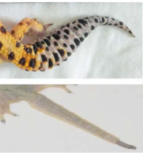 Gambar II.9 Perbandingan Ekor Leopard Gecko dengan Cicak  Sumber: Dokumentasi Pribadi (2019) 