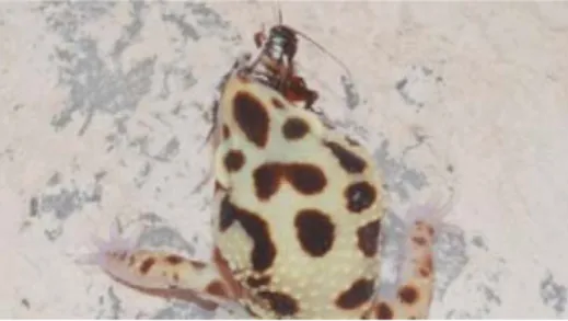 Gambar II.20 Leopard Gecko Memangsa Jangkrik  Sumber: Dokumentasi Pribadi (2019) 