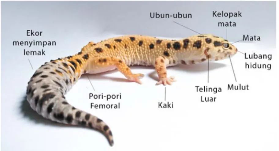 Gambar II.1 Anatomi Leopard Gecko  Sumber: Dokumentasi Pribadi (2019) 