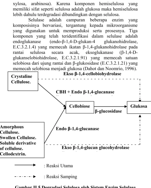 Gambar II.5 Degradasi Selulosa oleh Sistem Enzim Selulase Endo β-1,4-glucanase Cellobiose Crystaline Cellulose