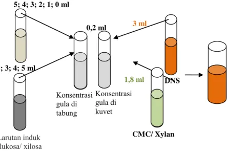 Gambar III.2 Proses Pembuatan Kurva Standar  Glukosa/Xilosa 