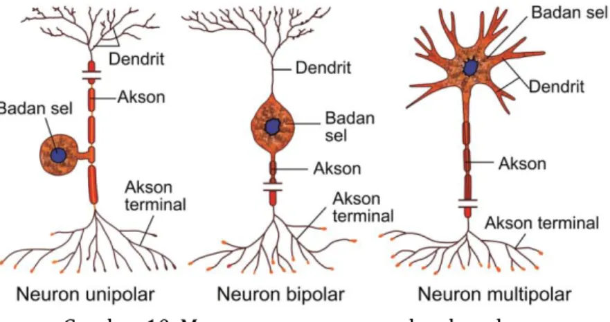 Gambar 10. Macam-macam neuron berdasarkan   percabangan pada badan selnya 