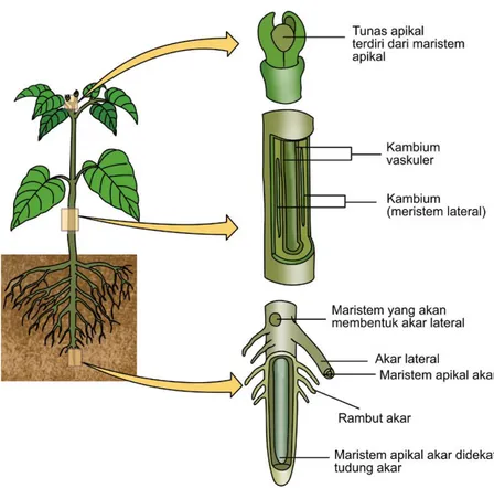 Gambar 2. Jaringan meristem pada tumbuhan www.dosenpendidikan.co.id 