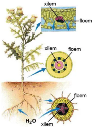 Gambar 3. Struktur jaringan tumbuhan               Sumber:  www.utakatikotak.com 