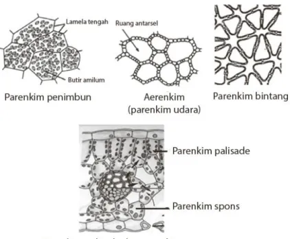 Gambar 5. Jenis-jenis jaringan parenkim  www.latelitepost.blogspot.com 