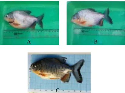 Gambar 1. Kondisi Ikan Bawal Air Tawar (Colossoma macropomum)  Keterangan : 1. Operculum bengkok  2