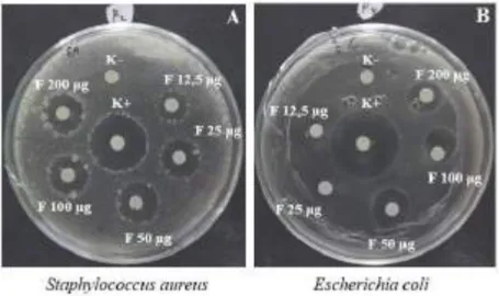 Gambar  11.  Hasil  Uji  Disc  Diffusion  Fraksi  terhadap  Bakteri  Staphylococcus aureus  dan  Escherichia coli 