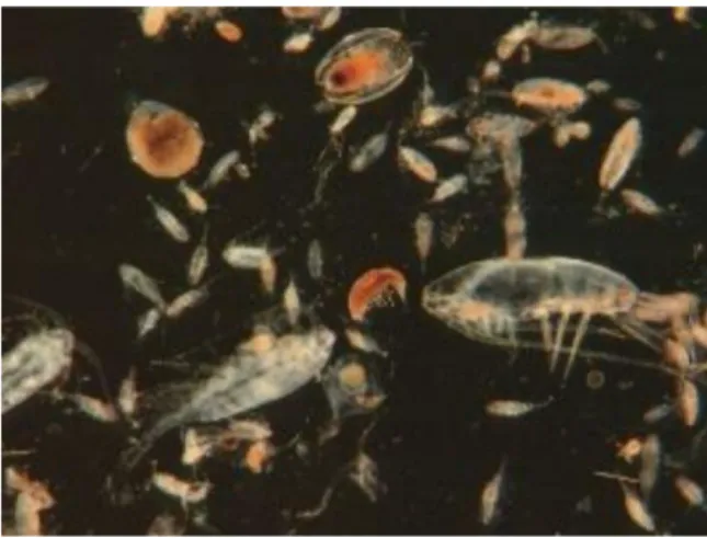 Gambar  1.  Air  laut  yang  mengandung  banyak  mikroorganisme (babatpost.com)  Seperti  yang  dilansir  oleh  Basuki,  dkk  (2018d)  kegiatan  kapal  pada  saat  mengeluarkan  air  laut  dari  dan ke dalam kapal tampaknya seperti kegiatan yang  tidak  me