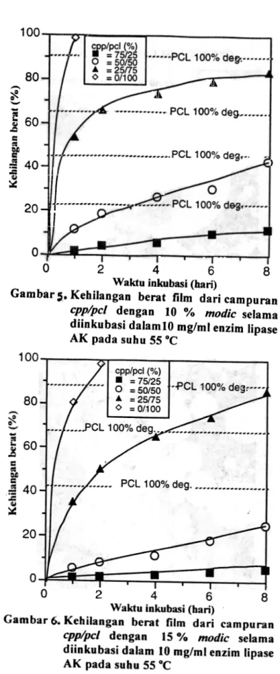 Gambar  6. Kehilaogao  berat  film  dari  campurao cpp/pcl  dengan  15 %  modic  selama diinkubasi  dalam  10 mg/ml  enzim lipase AK  pada  suhu 55 °C