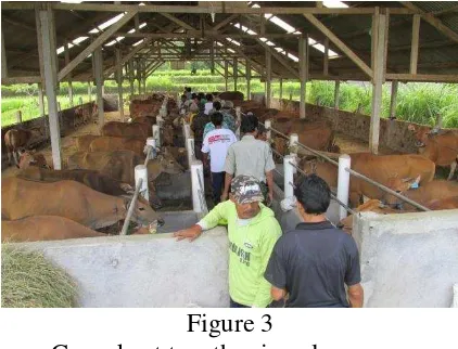Figure 2               Number of livestock that developed in the Simantri Program 