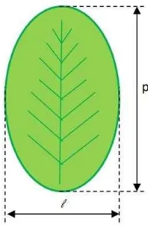 Gambar 5 Metode pengukuran luas daun sawi hijau   