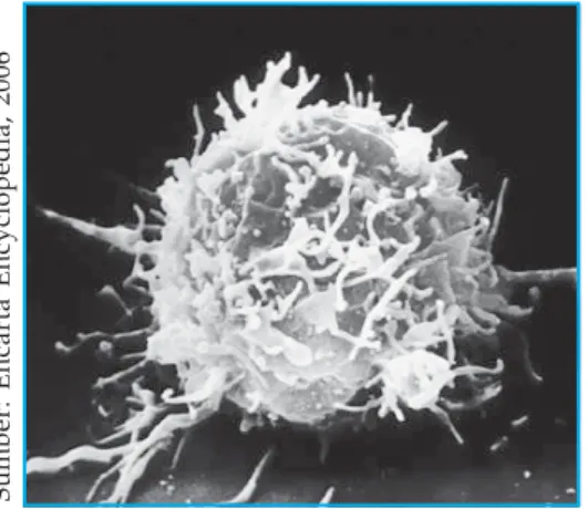 Gambar 4.2 Salah satu sel darah putih
