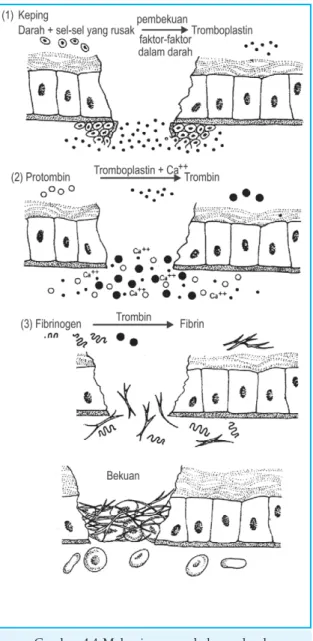 Gambar 4.4 Mekanisme pembekuan darah