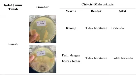 Isolat Jamur Tanah Gambar 