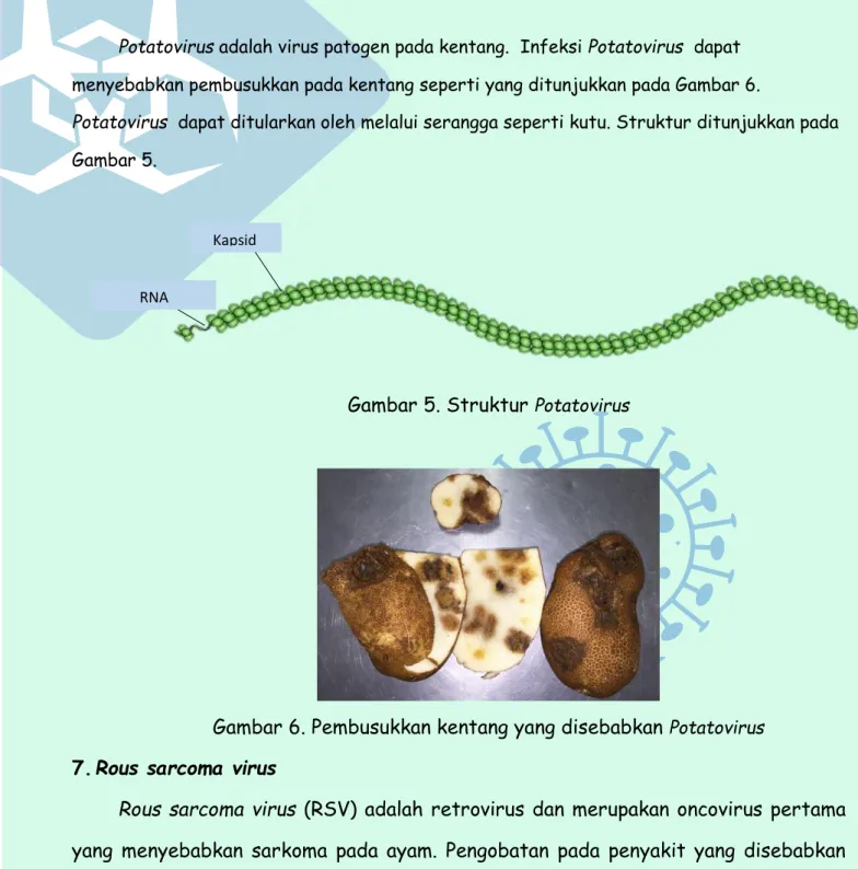 Gambar 5. Struktur  Potatovirus 