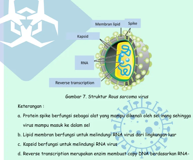 Gambar 7. Struktur Rous sarcoma virus  Keterangan : 